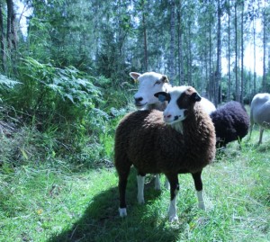 Sheep on pasture in Tervalepikon Torpat forest.